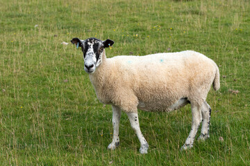 Solitary sheep in a grass field