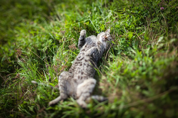 Gray domestic cat is lying on the green grass during estrus