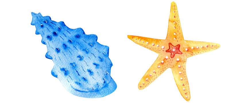 Watercolor orange starfish seashells hand drawn isolated on white background. Marine clipart