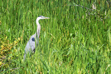 Great Blue Heron standing up and surround by warblers