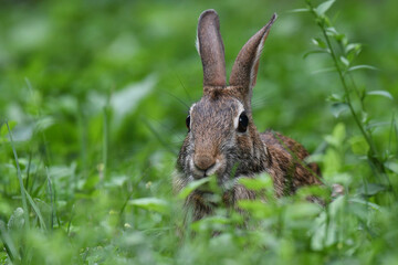 Cute little cottontail rabbit eating grass