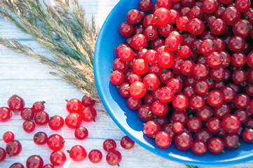 Fresh red currant on gray wooden table in a sunshine summer day. Close up macro.