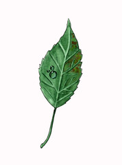 Fototapeta premium Watercolor green leaf with dew drops isolated on white background