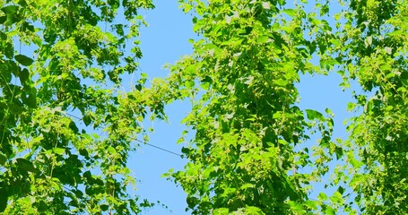 High plants on hops farm. Rural landscape with beer ingredients.