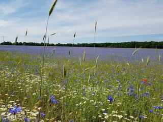 Kornblumen Wiese