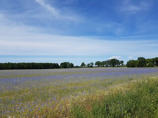Kornblumen Wiese 