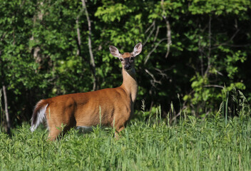 A white-tailed deer (Odocoileus virginianus) looking back in a meadow.  Shot in Waterloo, Ontario, Canada.