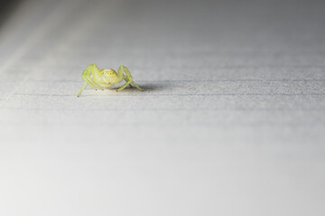 Curled up, this black footed yellow sac spider huddles on lined paper.