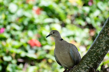 Pale, light brown eurasian collared dove bird perched on the branch of a plumeria or frangipani tree showing a side view of face with black beak, eye and collar at nape of neck with blurred nature.
