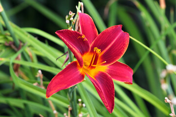 Red daylily flower in a garden