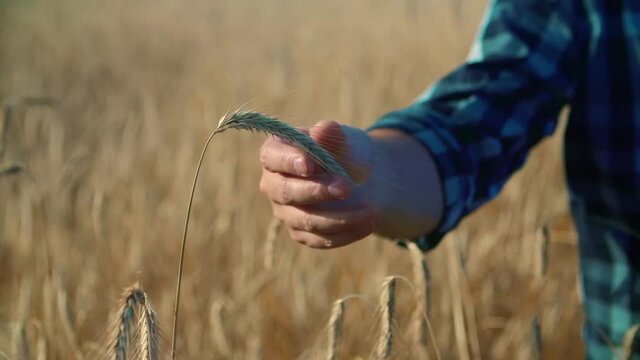 A farmer holds a spike of wheat in his hands close-up.