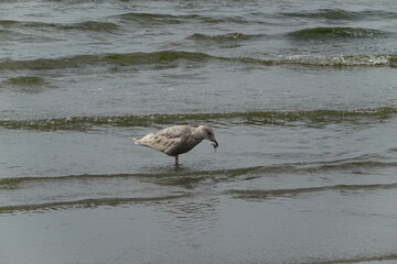 Bird seagull at the beach in Seattle, WA.