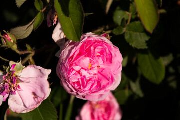 Pink roses bloom on the bush. Blooming rose bush on a summer day