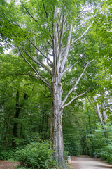 Obraz premium road in the forest