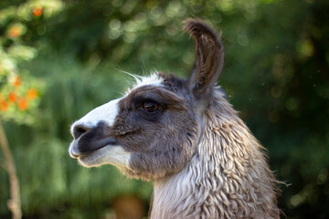 Fototapeta premium Multi-colored Llama of white, black, brown in a forest looking towards the left with no people in the background.