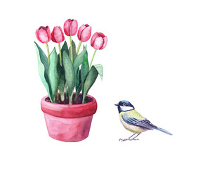 Watercolor red tulips in a pot and a tit bird. Home plant in the garden. Illustration isolated on white background
