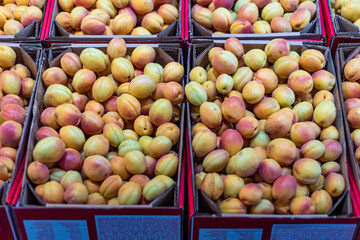 Fresh apricots are sold in crates in the market in Malatya city