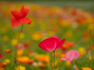 Fototapeta premium Closeup of a bright pink poppy and a red poppy in a mixed flower meadow in summer