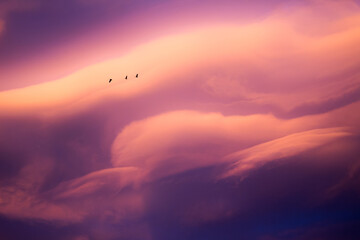 sunset with birds flying