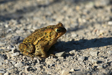 An Eastern American toad (Anaxyrus americanus) sitting on some gravel. Shot in Kitchener, Ontario, Canada.