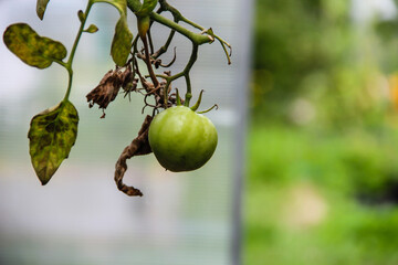 Green tomatoes in the garden