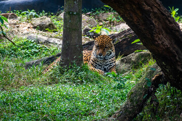 Onça pintada descansando em meio às folhas © Pedro