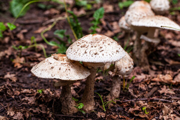 Mushrooms in the autumn forest. Cook, meal.