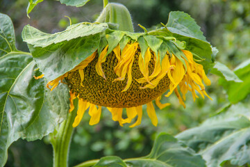 sunflower in the garden