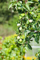 green apples on a tree