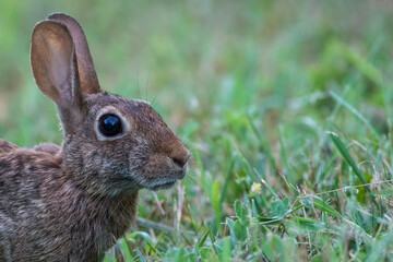 Naklejka na ściany i meble Eastern Cottontail Rabbit, Sylvilagus floridanus, closeup in the grass on a summer morning copy space