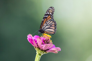 Monarch Butterfly, Danaus plexippuson,  on Pink Zinnia green background copy space
