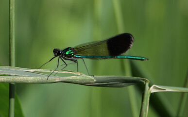 Ebony Jewelwing (Calopteryx maculata) sitting on a piece of grass, shot in Ontario, Canada.