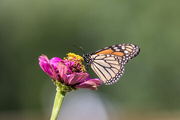 Monarch Butterfly, Danaus plexippuson,  on Pink Zinnia green background copy space