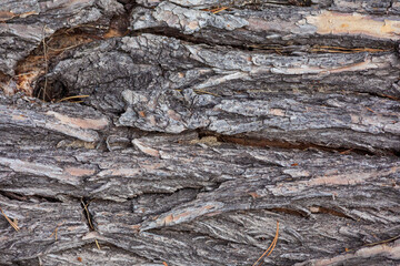 tree bark texture