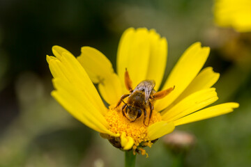 Eastern cucurbit bee or Long horned bee (Peponapis pruinosa) collecting nectar from a flower.
