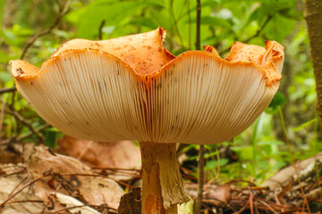 Native mushrooms in the forest in Mexico during the rain season