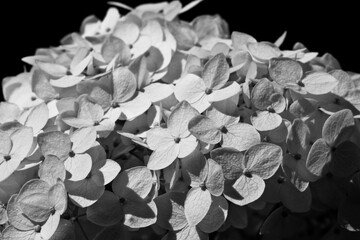 White hydrangea on a black background in a hard contrast style. Can illustrate sad emotions.