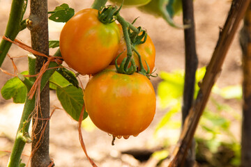 organic natural tomatoes in the garden plant