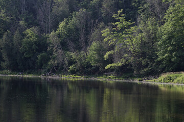 Fototapeta na wymiar The forested shoreline of the Grand River in Waterloo, Ontario, Canada.