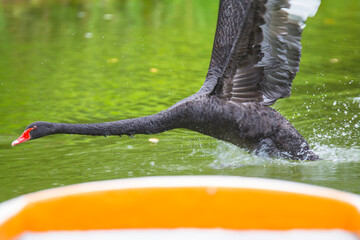 Naklejka premium Black swan in the lake 
