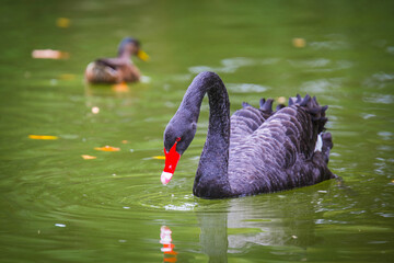 Fototapeta premium Black swan in the lake 