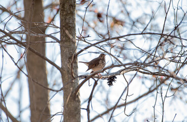 Hermit Thrush