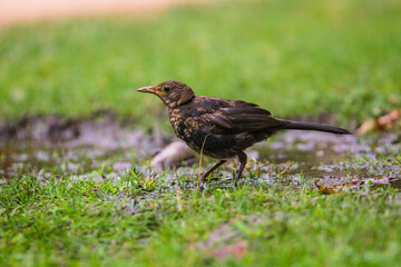 Fototapeta premium Young ouzel bird drinking water in the grass