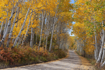 Unpaved road through a golden aspen woods