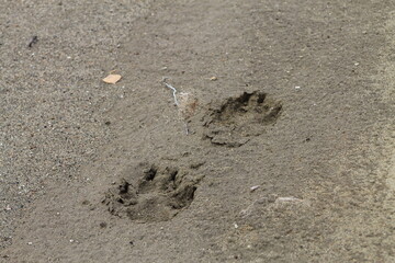 footprint in the sand