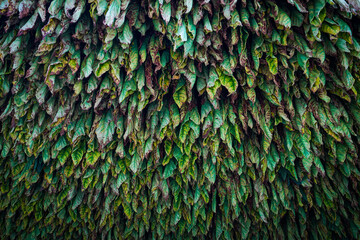 Obraz premium Tobacco leaves drying in a barn