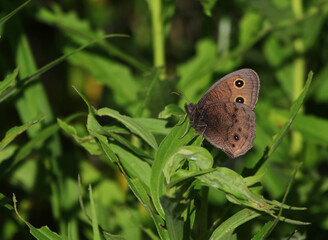 A Common Wood-Nymph (Cercyonis pegala) butterfly, shot in Waterloo, Ontario, Canada.