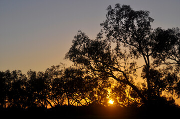 Eucalyptus trees at day break with the sun rising behind.