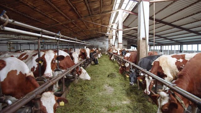 Brown cows eating organic grass at barn stall in farm on sunny day. Dairy food producing business. Ecology and environment protection . Mammal animals on farmer husbandry. Milky products store. 4K