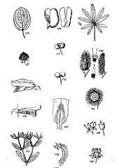 set of hand drawn flowers vector illustration